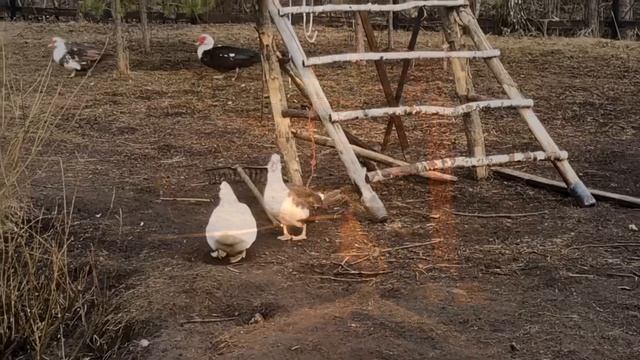 Дачная романтика смотреть онлайн