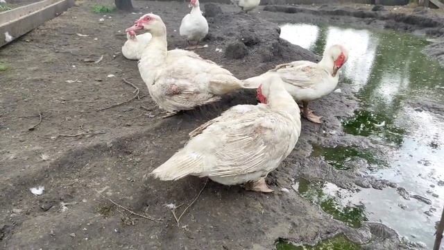 ЭТИ УТКИ БОЛЬШЕ ГУСЕЙ! МУСКУСНЫЕ УТКИ ОГРОМНЫХ РАЗМЕРОВ! МИФЫ И ПРАВДА! КАКИЕ ОНИ НА САМОМ ДЕЛЕ? смотреть онлайн