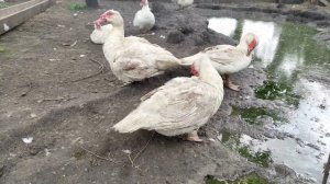 ЭТИ УТКИ БОЛЬШЕ ГУСЕЙ! МУСКУСНЫЕ УТКИ ОГРОМНЫХ РАЗМЕРОВ! МИФЫ И ПРАВДА! КАКИЕ ОНИ НА САМОМ ДЕЛЕ?