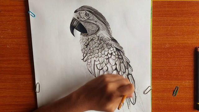 How to draw realistic Macaw 🦜 | Pencil sketch | 😍 смотреть онлайн