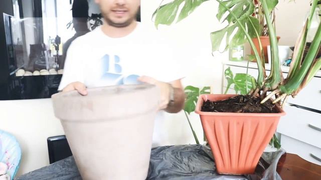 Repotting My HUGE Monstera 'Thai Constellation, смотреть онлайн