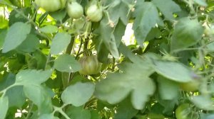 ? Томат- сорт синяя груша ?