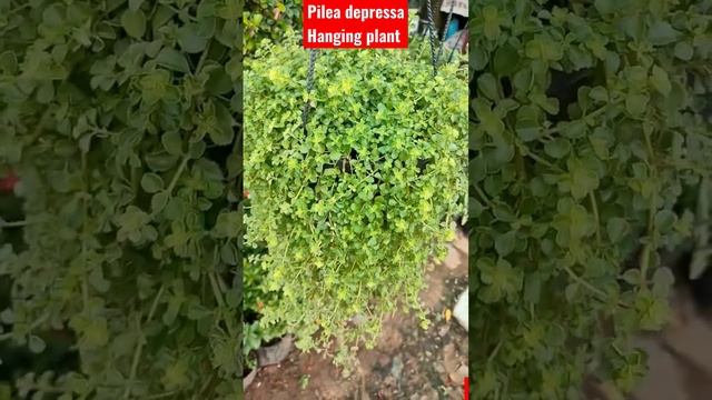 Pilea depressa hanging plant смотреть онлайн