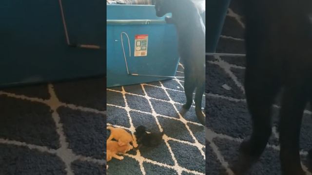 Foster mommy 3 смотреть онлайн