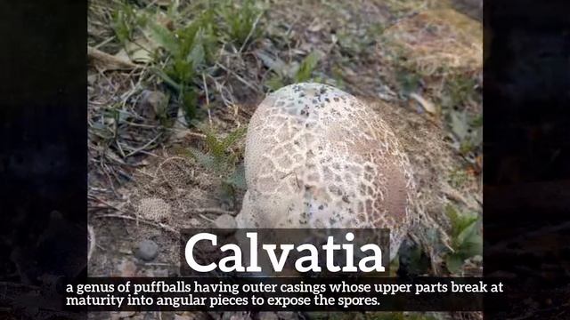 What is Calvatia? | How to Say Calvatia in English? | How Does Calvatia Look? смотреть онлайн