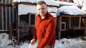 Взвешивание кролика породы строкач.