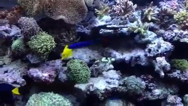 Red Sea max s-line 650 смотреть онлайн