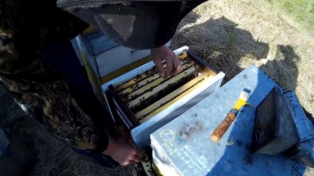 Улей из сэндвич-панелей. Пчелы обживают новый дом. смотреть онлайн