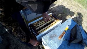 Улей из сэндвич-панелей. Пчелы обживают новый дом.