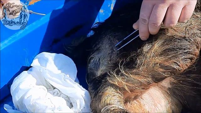 Снятие швов у поросёнка смотреть онлайн