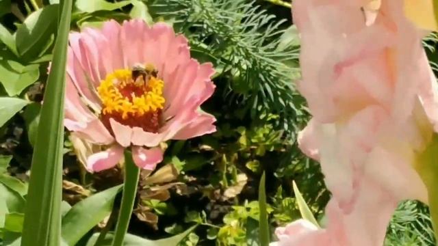 Осенние цветы, - астры, герберы, георгины. Летние цветы отцветают...Релакс... смотреть онлайн