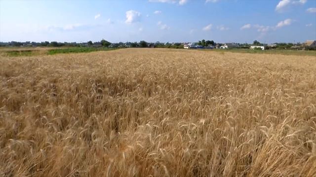 Стадото ми пази сине_ Брат Мечо/Stadoto mi pazi sine_ Brat Mecho/2022 смотреть онлайн
