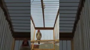 Красивое пение седоголовый щегол