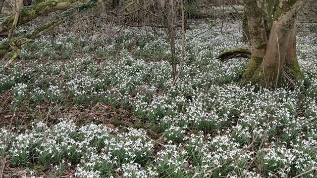 Galanthus nivalis at their best смотреть онлайн