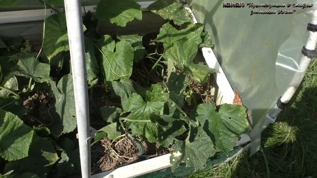 Не пожелтеют листья огурцов без обработок если их защитить смотреть онлайн