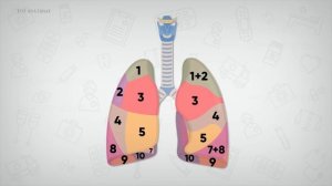 Анатомия легких