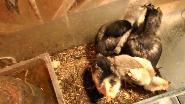 Цыплята. Содержание и кормление(Chickens. And feeding) смотреть онлайн