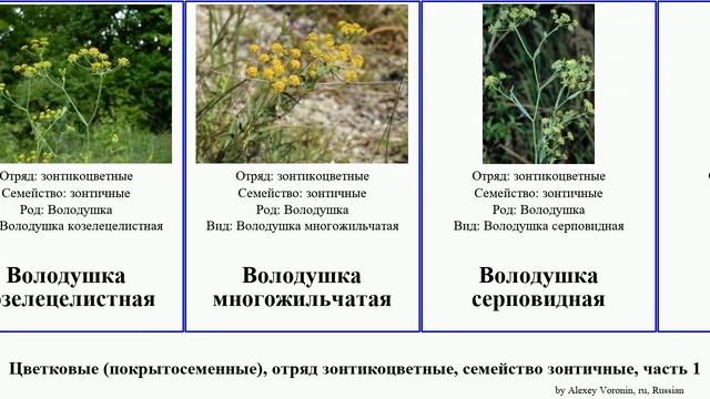 Цветковые (покрытосеменные), отряд зонтикоцветные, семейство зонтичные, часть 1 володушка бутень смотреть онлайн