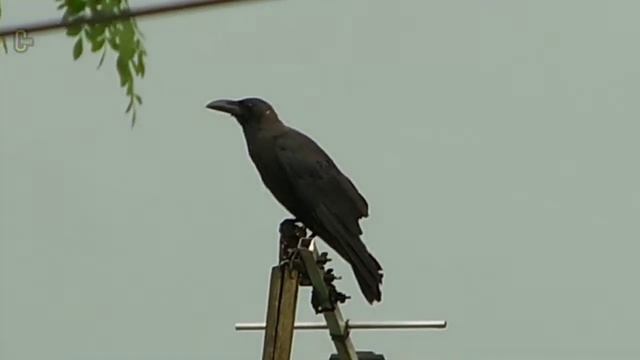 Nikon S6600 zoom test #vlogs #nikon #zoom ... смотреть онлайн