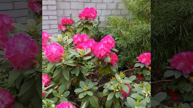 Rhododendron Germania. Рододендрон Германия. смотреть онлайн