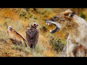 Шакалы и птицы-падальщики: гриф, сип, стервятник | Film Studio Aves