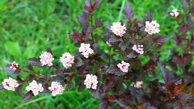 ЧТО ЦВЕТЁТ В МОЖЖЕВЕЛОВОМ САДУ. 11.06.2023г. БЕЛАРУСЬ,ГОМЕЛЬСКАЯ ОБЛАСТЬ смотреть онлайн