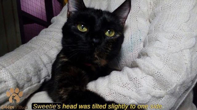 Sick Kitty 2 Years Old Saw off Visitors to the Shelter with Sad Eyes смотреть онлайн