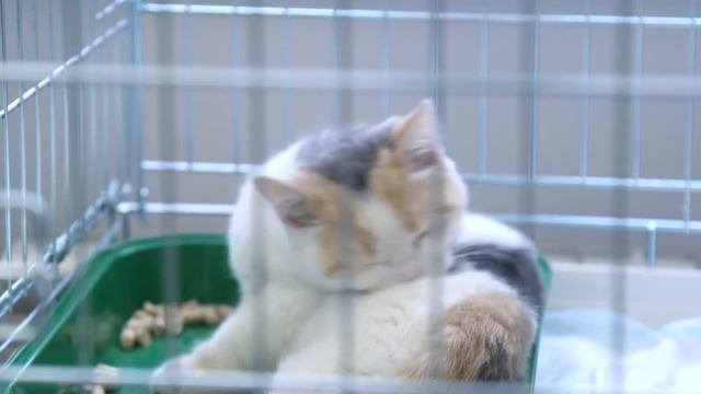 Преимущества зооотеля Animal Trips смотреть онлайн