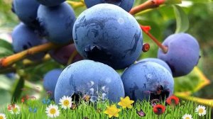 Голубика высокорослая Нельсон ? Обзор: посадка и уход. саженцы голубики: описание и особенности