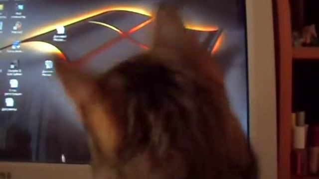 Киса следит за курсором-2 смотреть всем))) смотреть онлайн