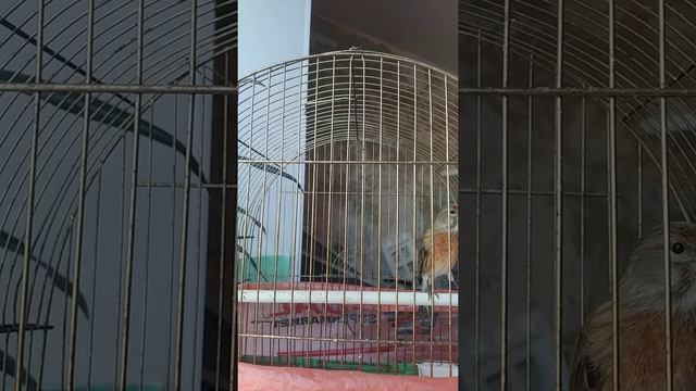 гибрид репела, продолжение. смотреть онлайн