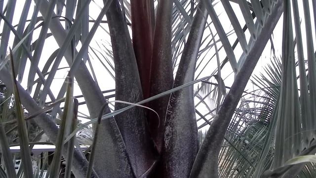 Dypsis Decaryi-1.mov смотреть онлайн