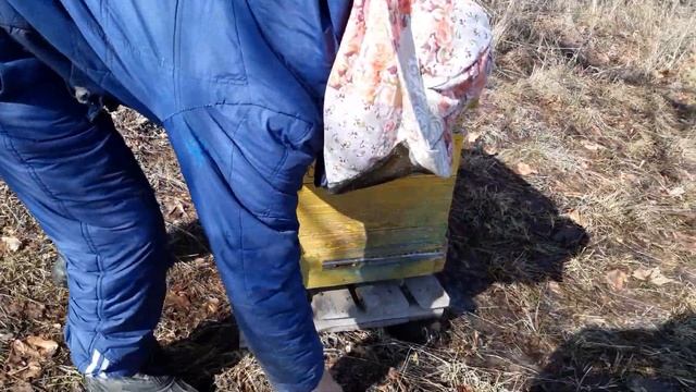 Пчёлы активные?.Дали лепешки меда.? смотреть онлайн