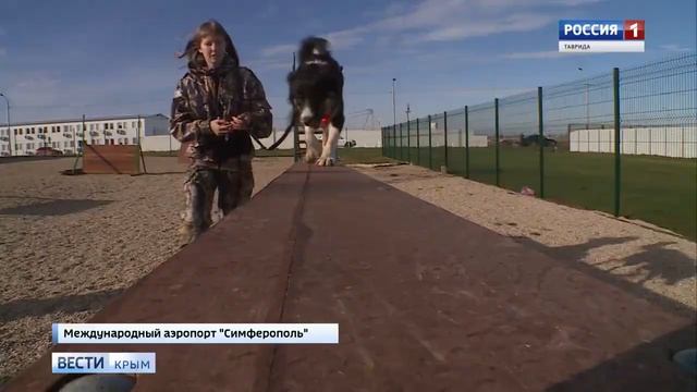 Талисман аэропорта Симферополь готовится к службе смотреть онлайн