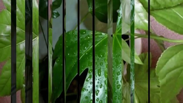 Как поливать и чем удобрять фатсию. Какая влажность воздуха нужна растению. смотреть онлайн