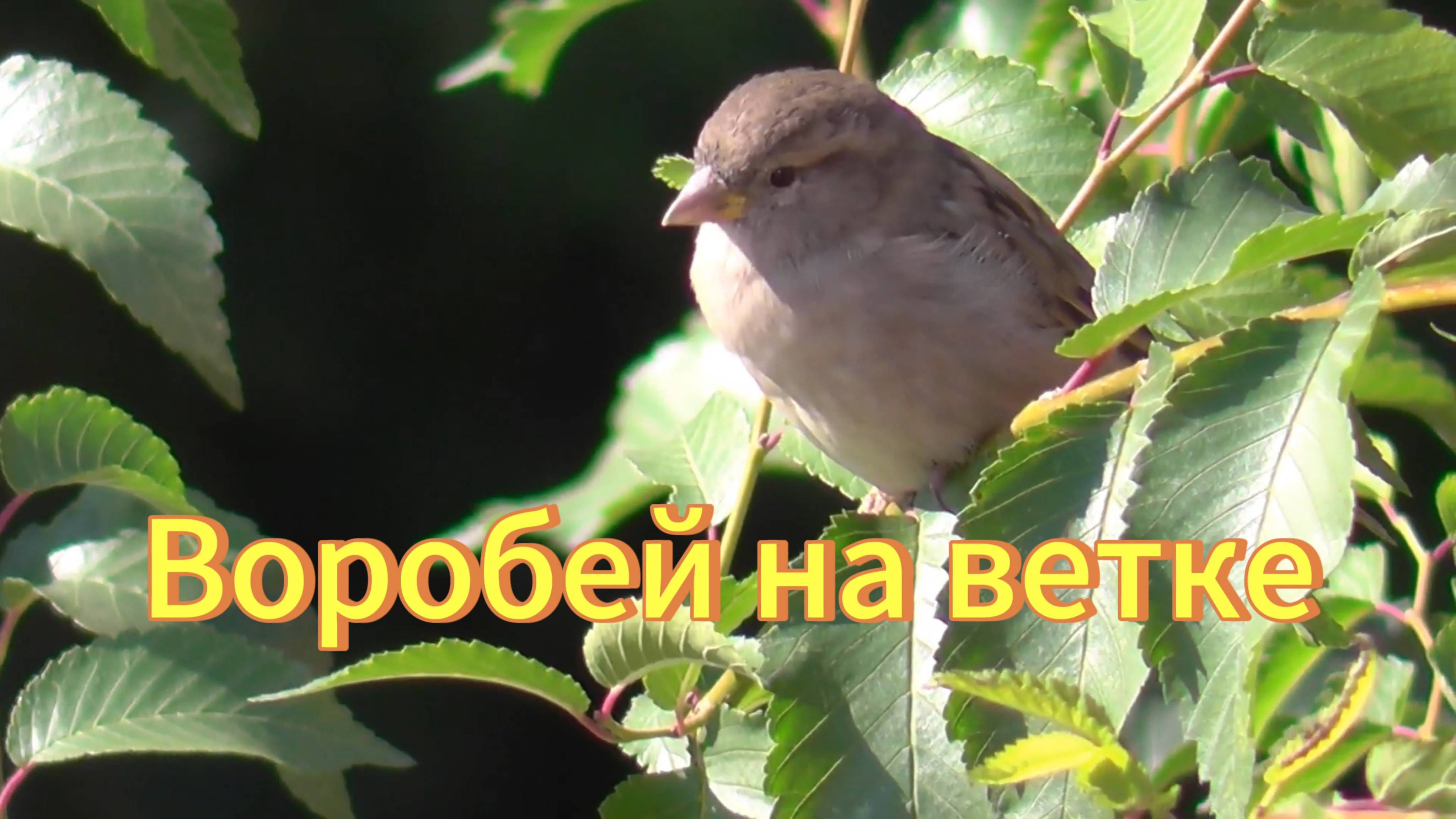 Птица воробей. Голос воробья. Воробей на ветке. Птицы Новосибирской области. смотреть онлайн