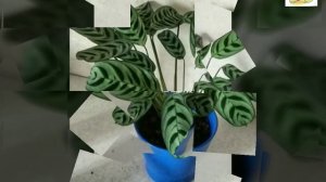 Ктенанта. Сохнут листья. Особенности ухода. Вторая жизнь