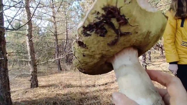 Олешки. Сбор грибов: белые, маслята, зеленухи. смотреть онлайн