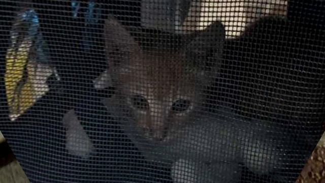 Молодой уличный кот был так напуган, что неделями не вылезал из узкой щели смотреть онлайн