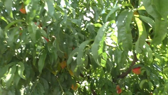 Морозостойкость персика Ред Хевен / 2020 смотреть онлайн