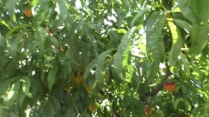 Морозостойкость персика Ред Хевен / 2020