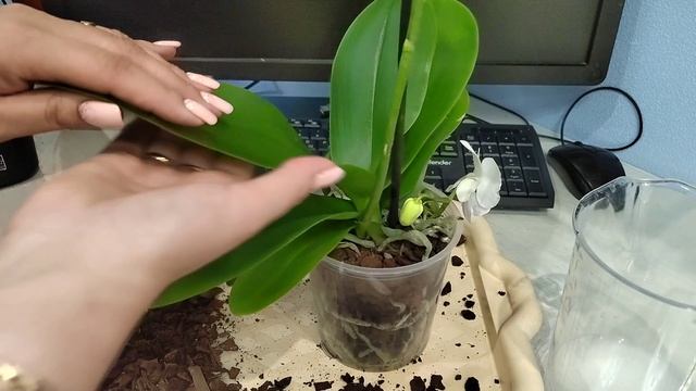 Как ухаживать за орхидей,чтобы она не ПОГИБЛА? Орхидея для начинающих. смотреть онлайн