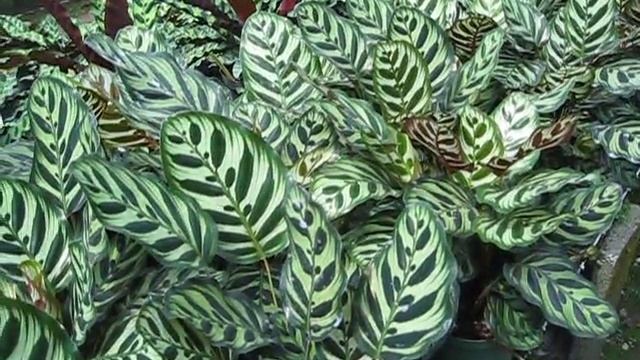 Calathea Makoyana Peacock Plant