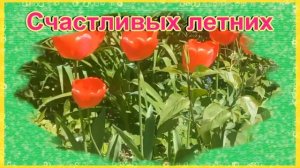 С началом лета ? красивое музыкальное видео поздравление открытка!