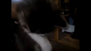 Ощип и потрошение гуся от начала до конца