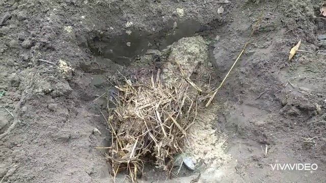 Посадка магнолії?? смотреть онлайн