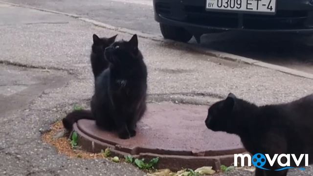 ТРИ ЧЕРНЫЕ КОШКИ Беларусь Лида смотреть онлайн