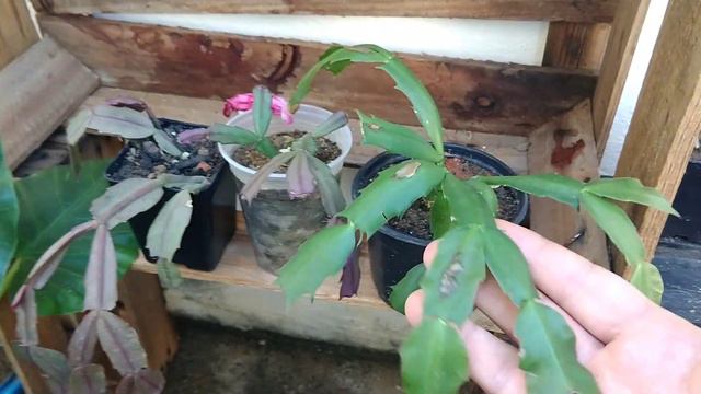 🔴Cuidado com a sua planta FLOR DE MAIO no INVERNO 2021! OLHA ISSO GENTE! 😱 смотреть онлайн