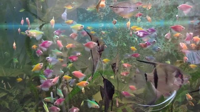 Кормление тернеций глофиш Glofish