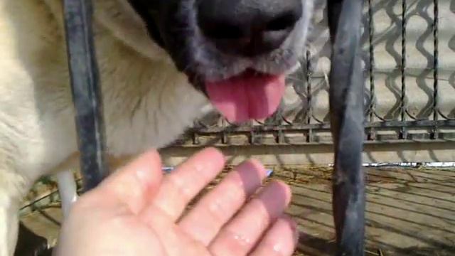 Немецкая и среднеазиатская овчарки Бричаны (щенки) смотреть онлайн